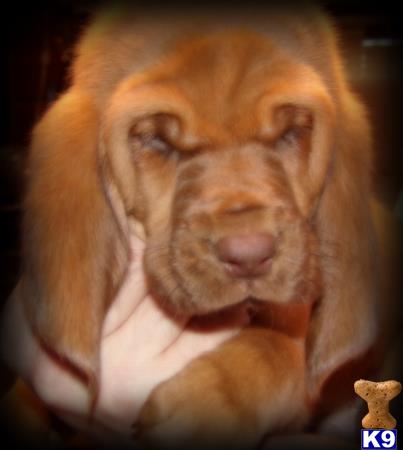 bloodhound puppy posted by central ky hounds